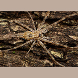 Hersilia aborea